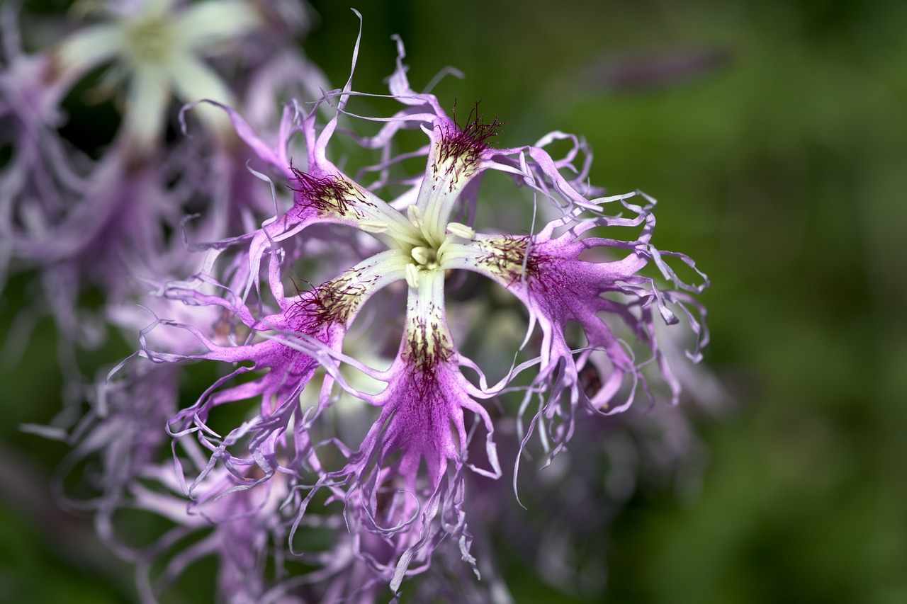 Image of Dianthus superbus L.