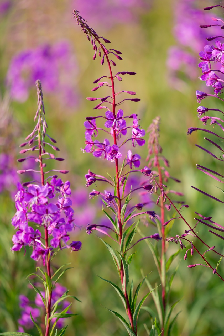 Image of Epilobium angustifolium L.