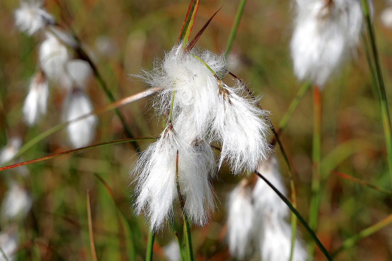Image of Eriophorum angustifolium Honck., Eriophorum latifolium Hoppe & Eriophorum vaginatum L.