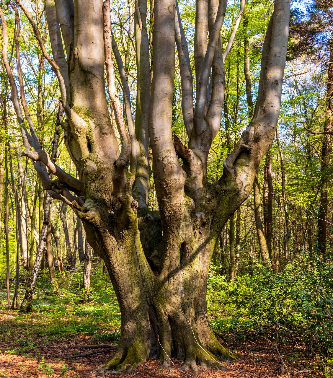 Image of Fagus sylvatica L.