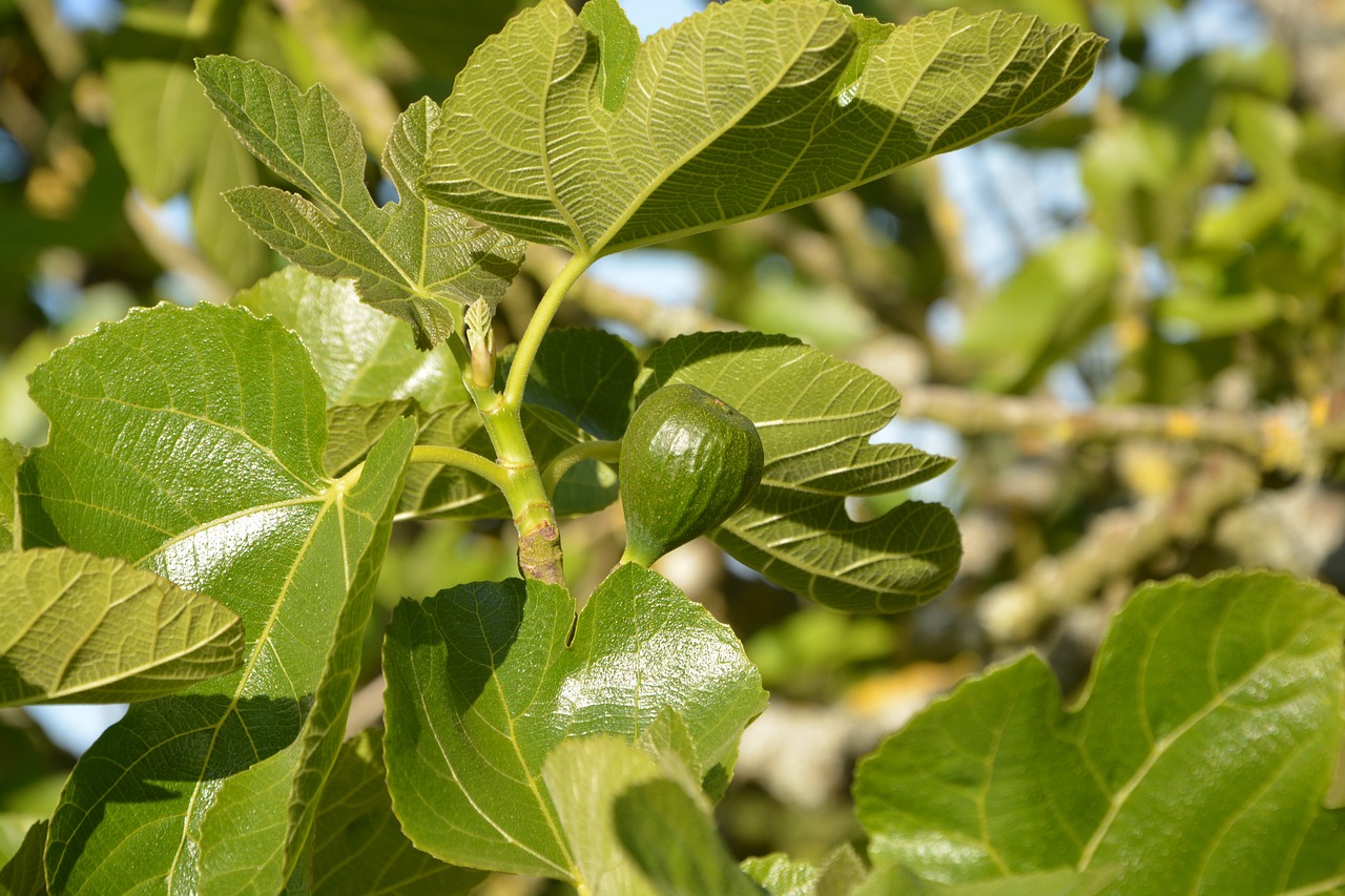 Image of Ficus carica L.