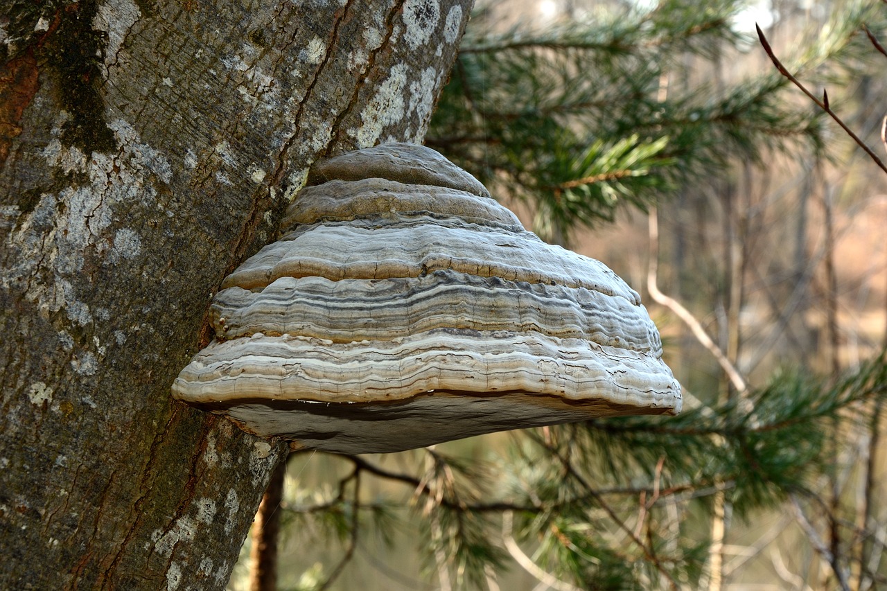 Image of Laricifomes officinalis
