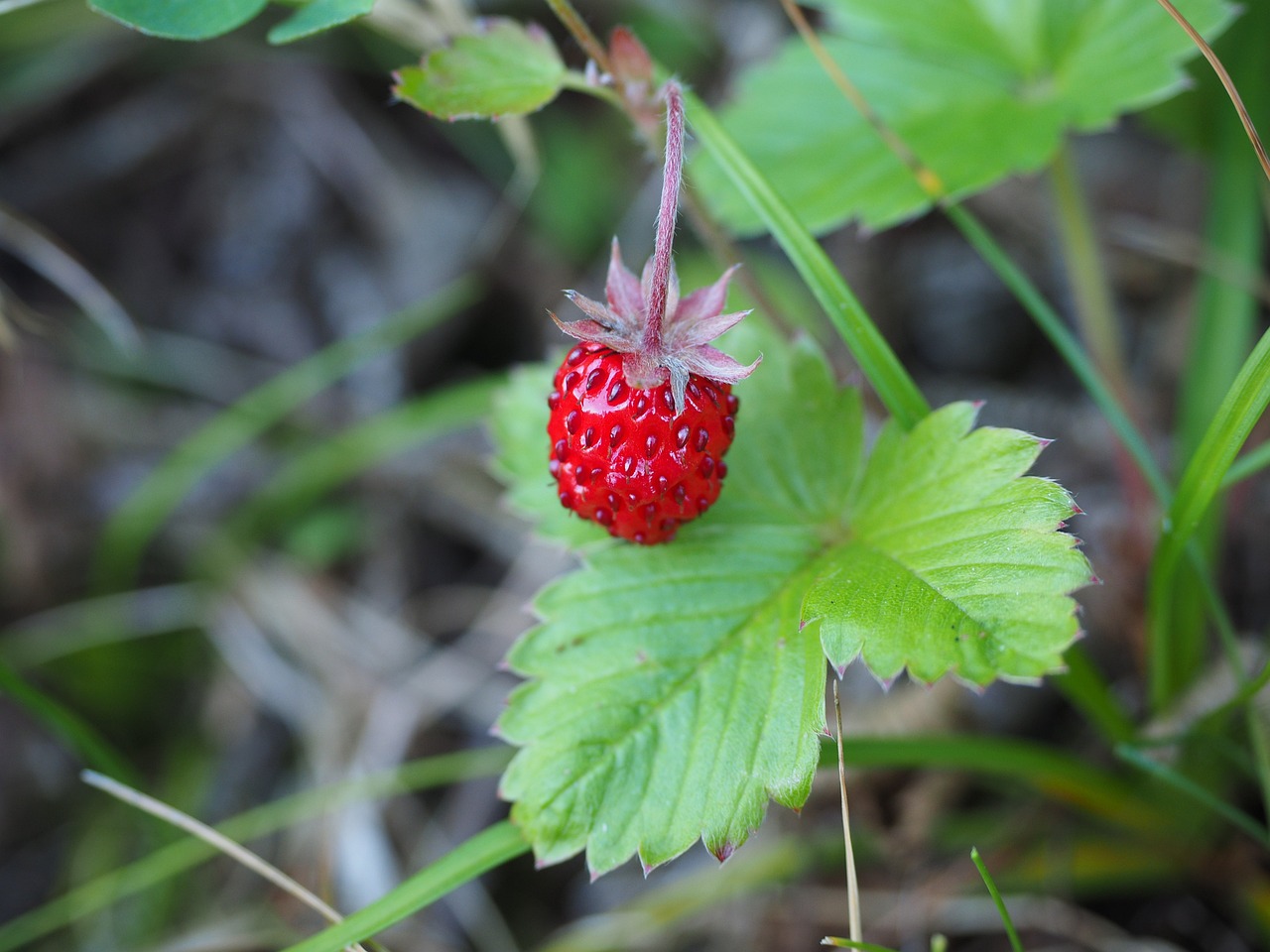 Image of Fragaria vesca L.