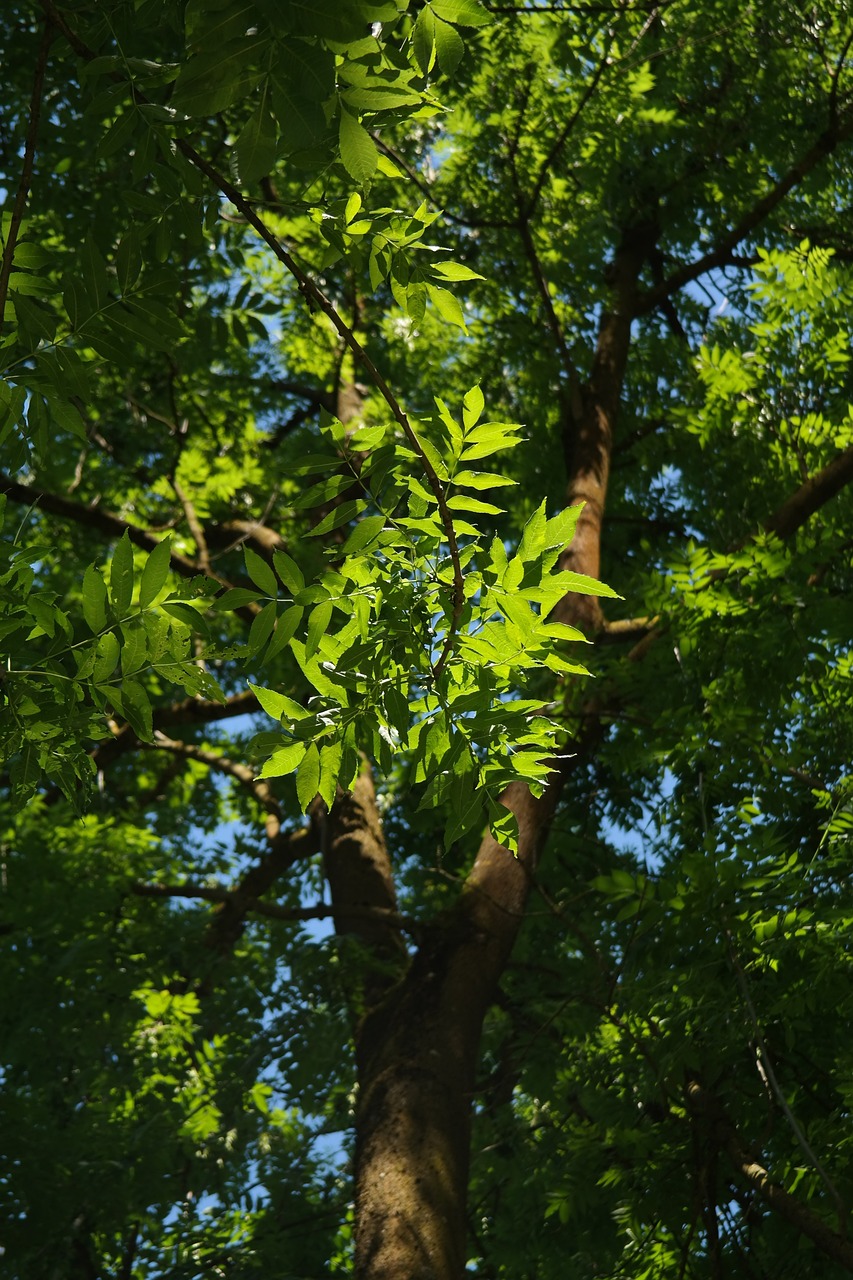 Image of Fraxinus excelsior L.