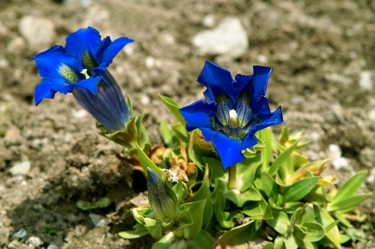 Image of Gentiana acaulis subsp. acaulis
