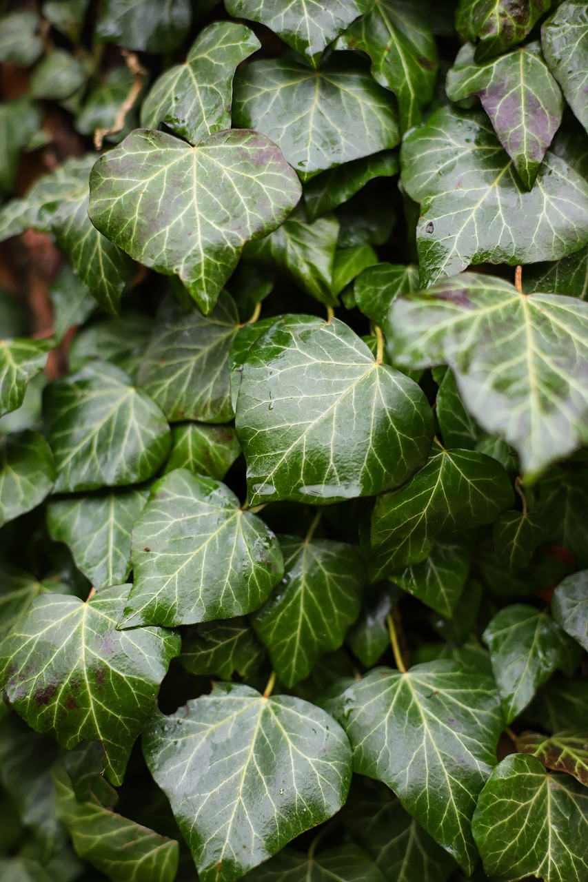 Image of Hedera helix L.