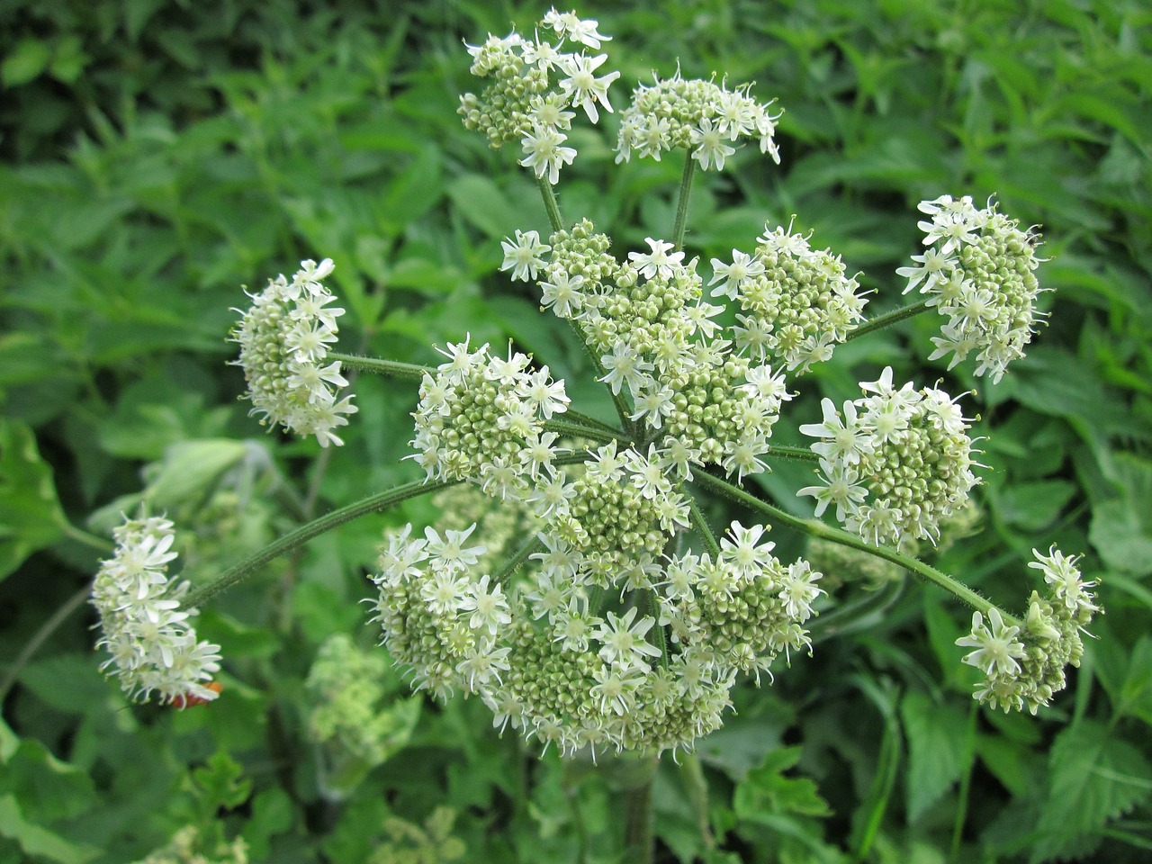 Image of Heracleum sphondylium L.