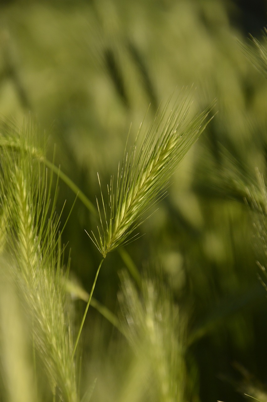 Image of Hordeum murinum L.