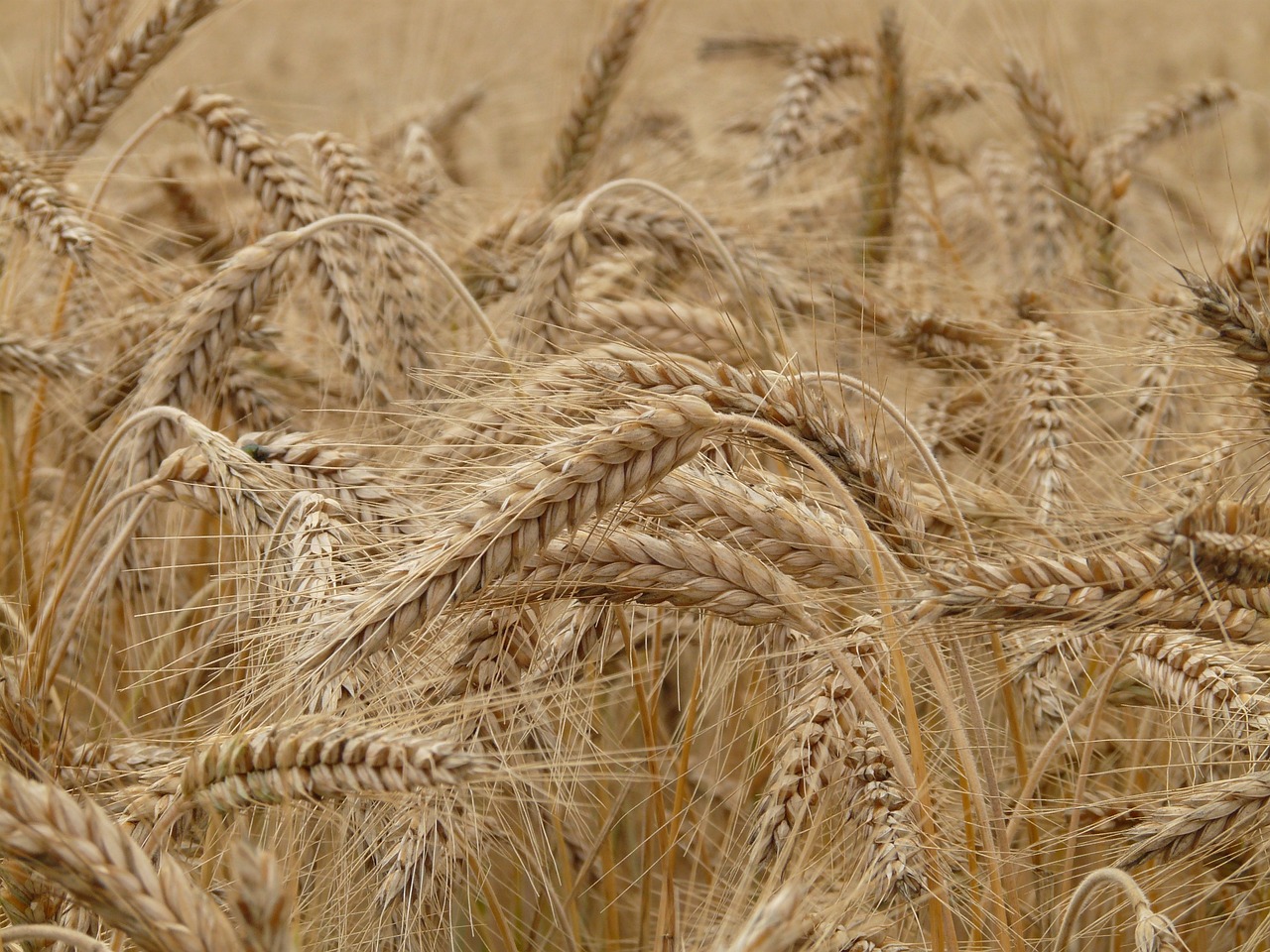 Image of Hordeum vulgare L.