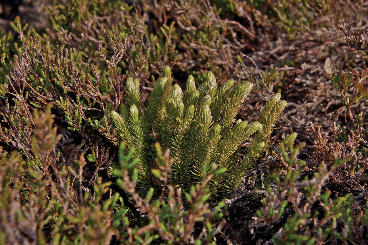 Image of Huperzia selago (L.) Bernh. ex Schrank & Mart.