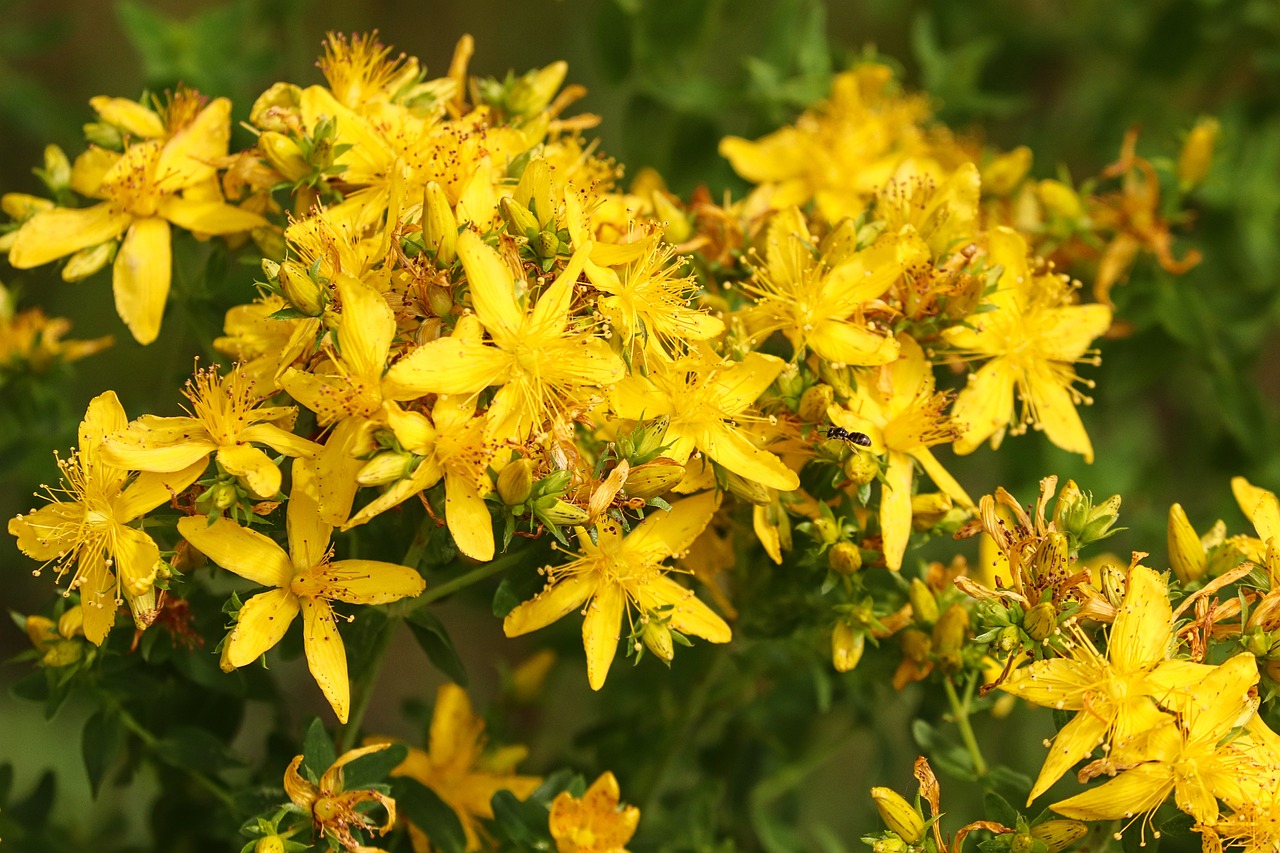 Image of Hypericum sp. incl. Hypericum maculatum Crantz and Hypericum perforatum L.