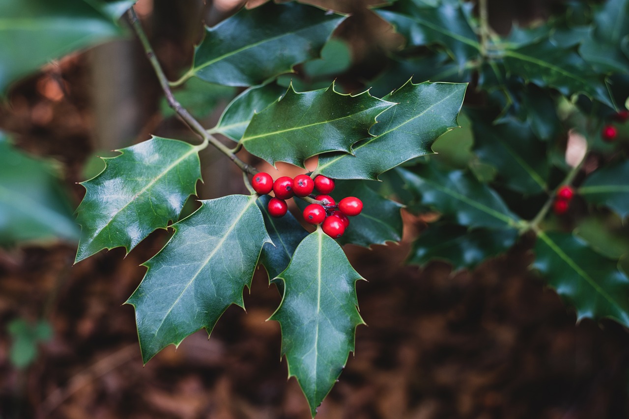 Image of Ilex aquifolium L.
