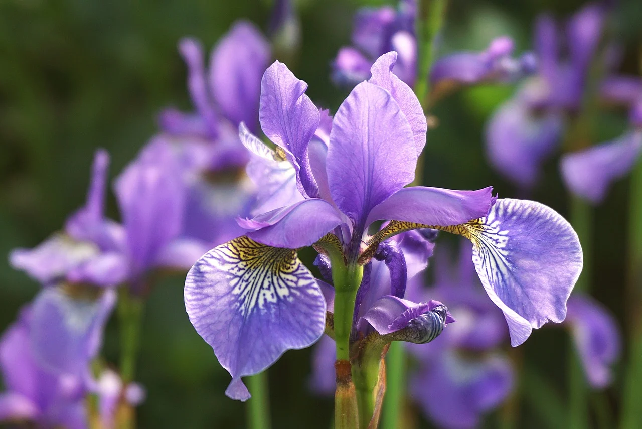 Image of Iris × germanica L.