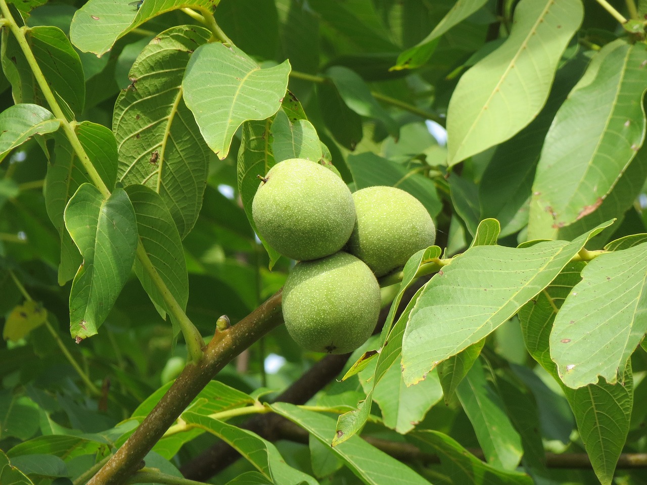 Image of Juglans regia L.