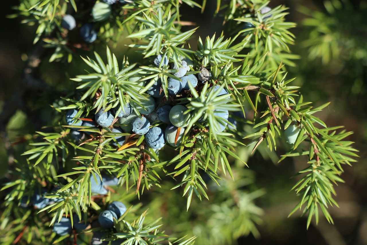 Image of Juniperus communis L.