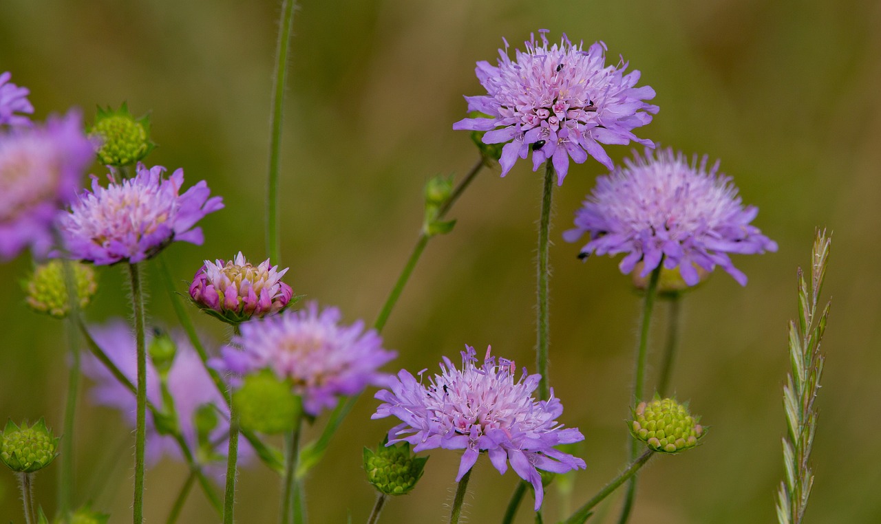 Image of Knautia arvensis (L.) Coult.