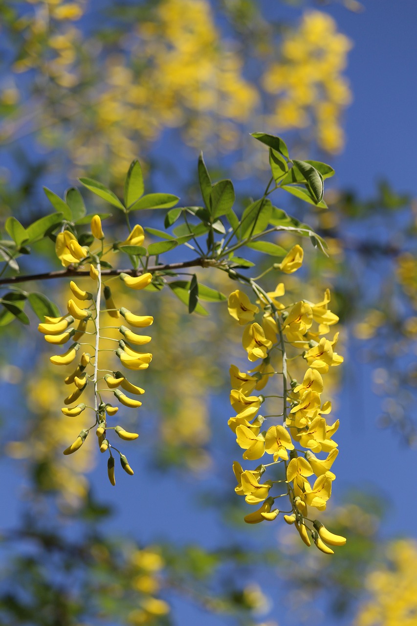 Image of Laburnum alpinum (Mill.) Bercht. & J.Presl