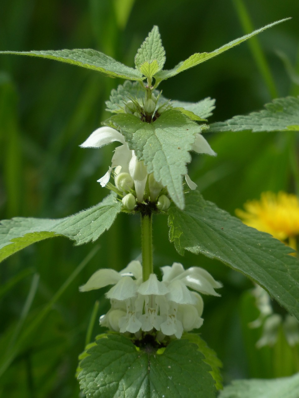 Image of Lamium album L.