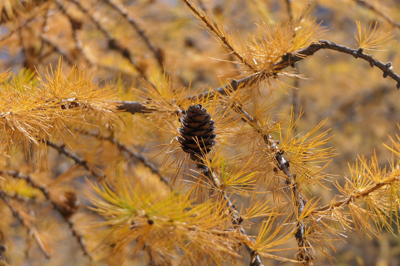 Image of Larix decidua Mill.