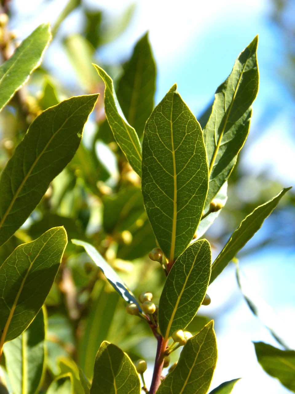 Image of Laurus nobilis L.