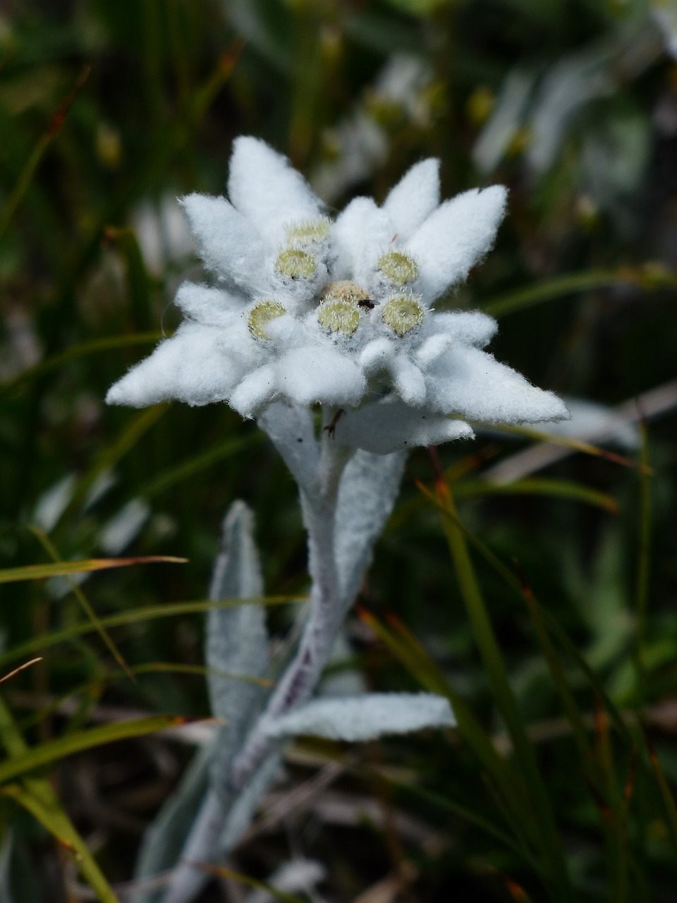 Image of Leontopodium nivale subsp. alpinum