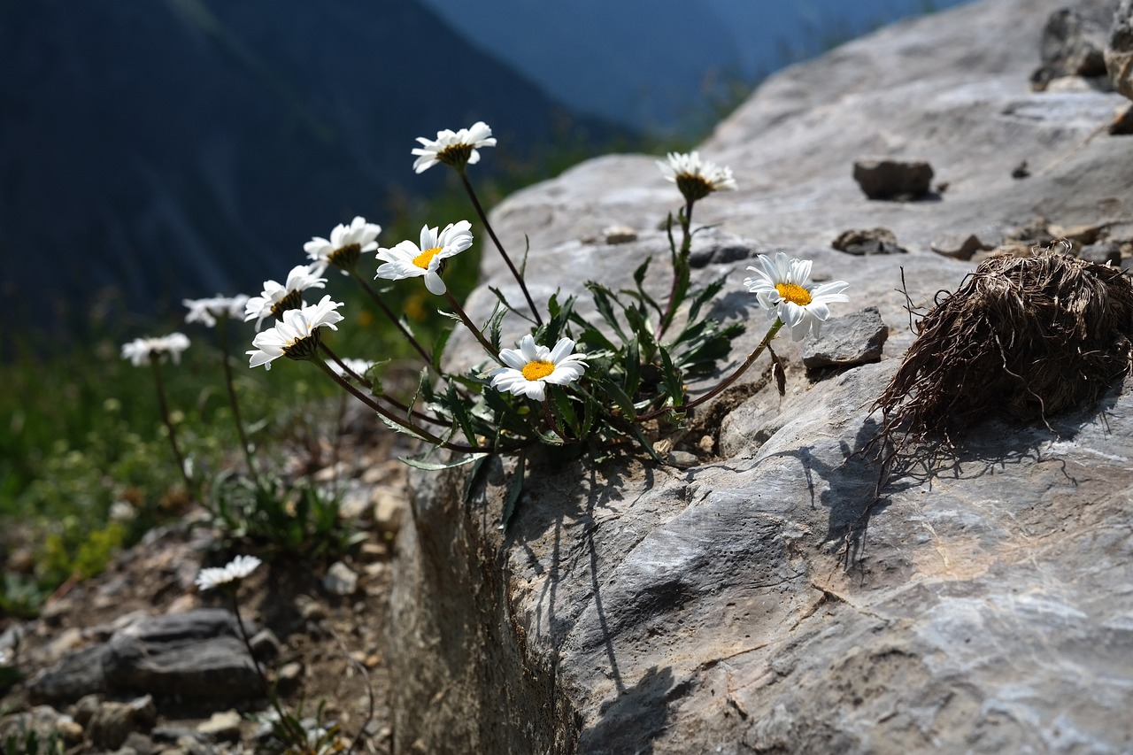 Image of Leucanthemopsis alpina (L.) Heywood