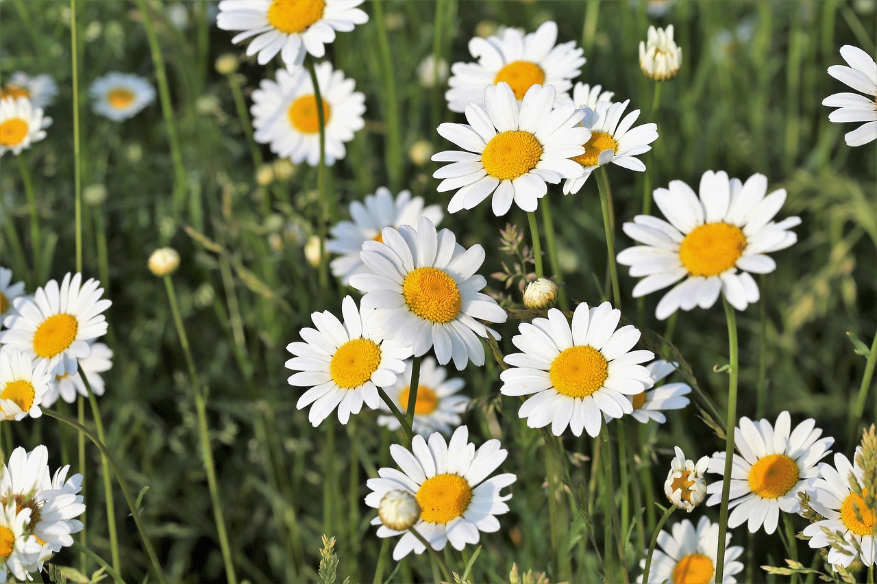 Image of Leucanthemum vulgare Lam.