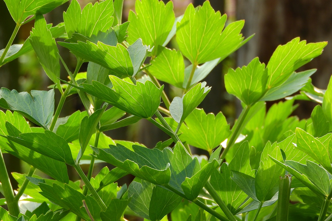 Image of Levisticum officinale W.D.J.Koch