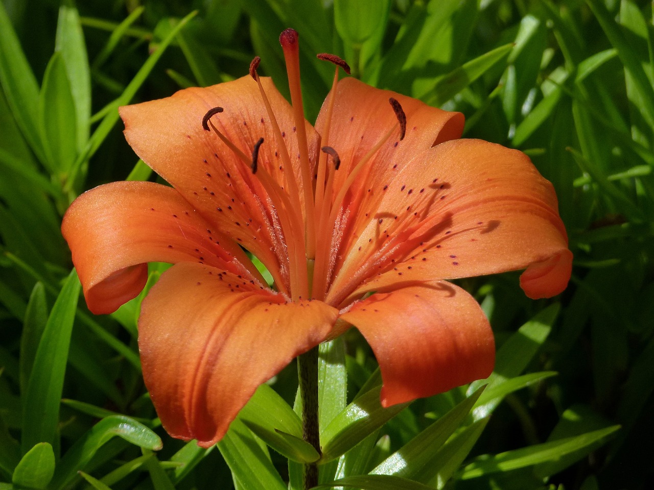 Image of Lilium bulbiferum L.