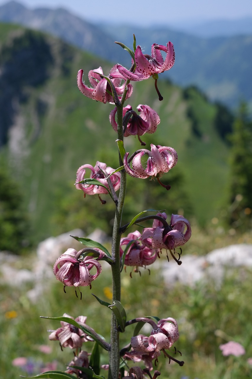Image of Lilium martagon L.