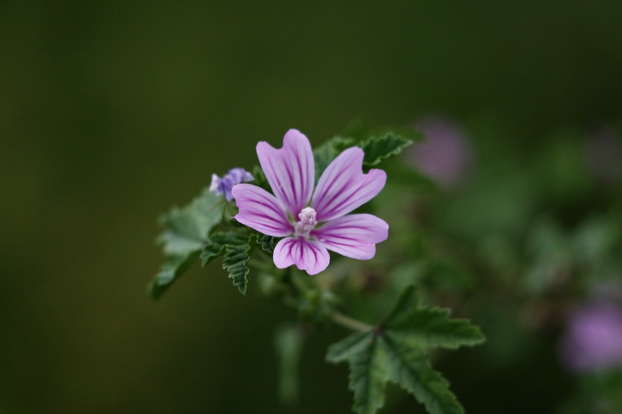Image of Malva sylvestris L. & Malva neglecta Wallr.