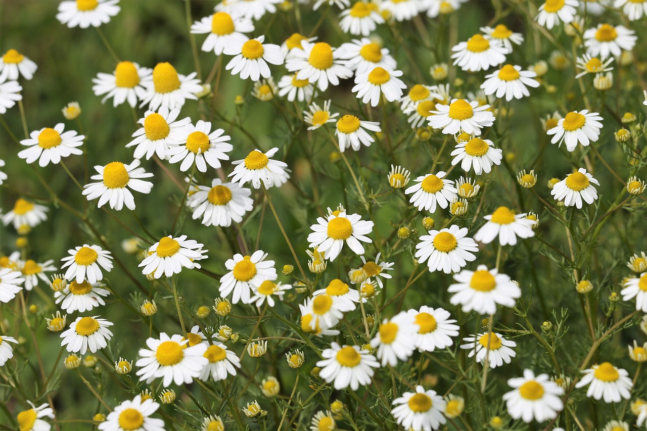 Image of Matricaria chamomilla L.