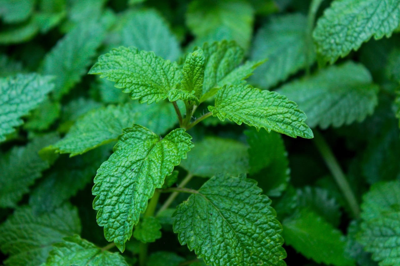 Image of Melissa officinalis L.