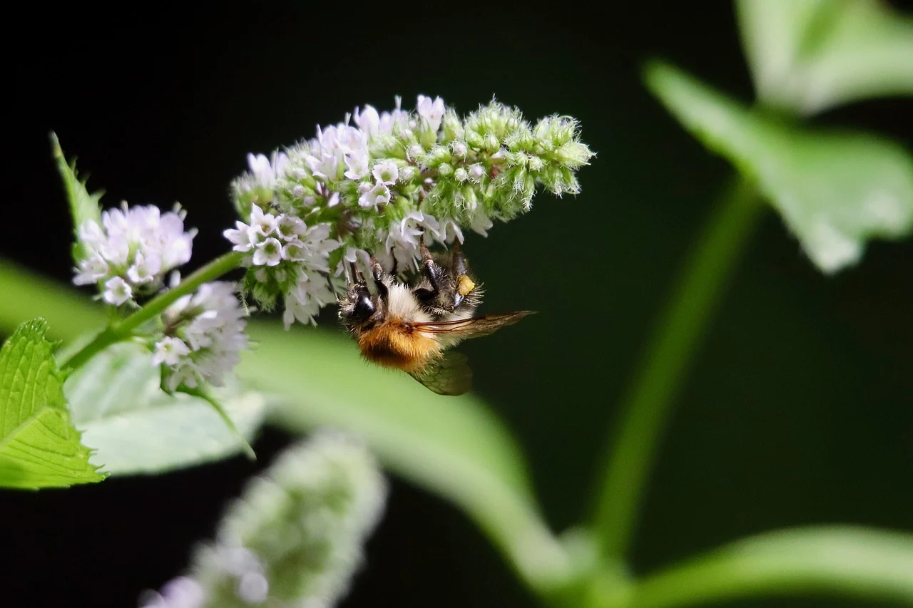 Image of Mentha longifolia (L.) L.