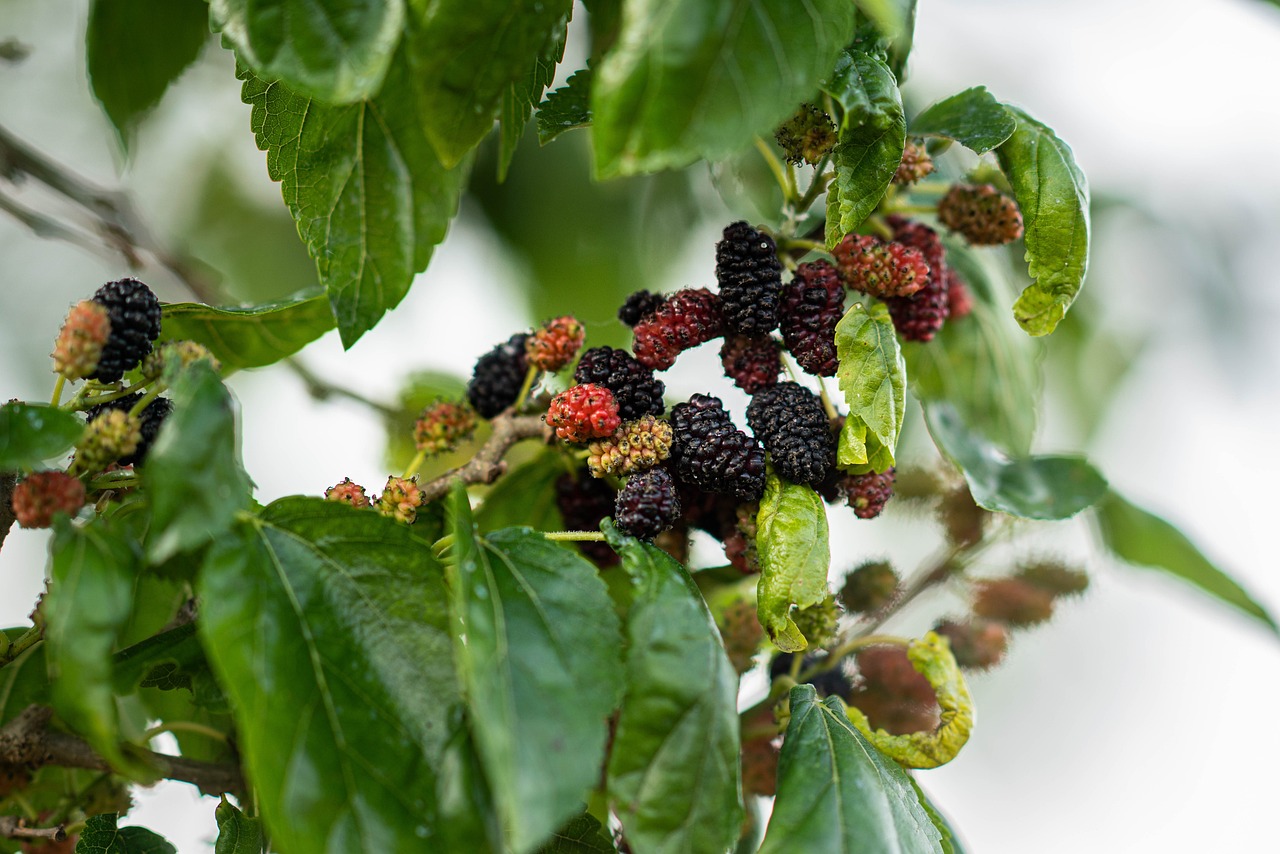 Image of Morus alba L.