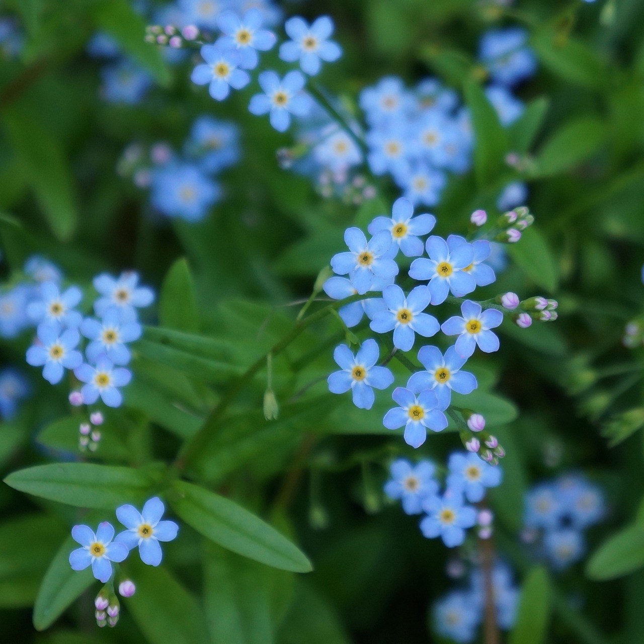 Image of Myosotis ssp.