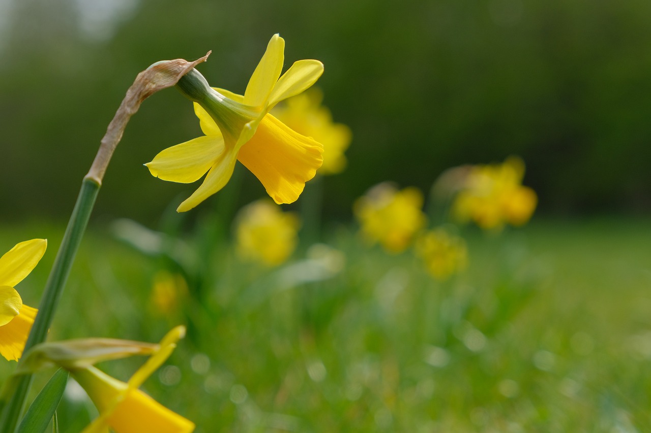 Image of Narcissus pseudonarcissus L.