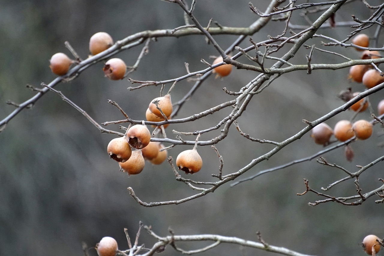 Image of Crataegus germanica (L.) Kuntze