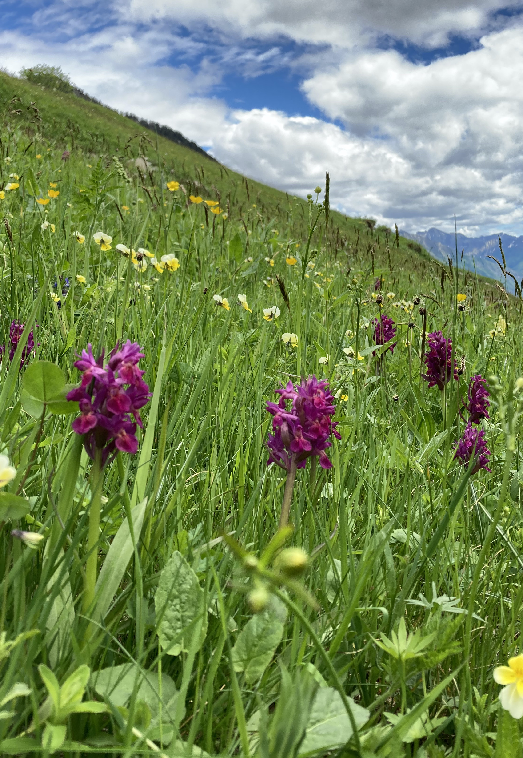Image of Dactylorhiza sambucina - Orchis sambucina