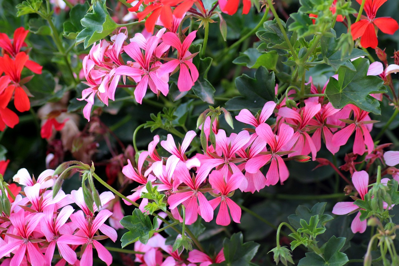 Image of Pelargonium zonale (L.) L'Hér.