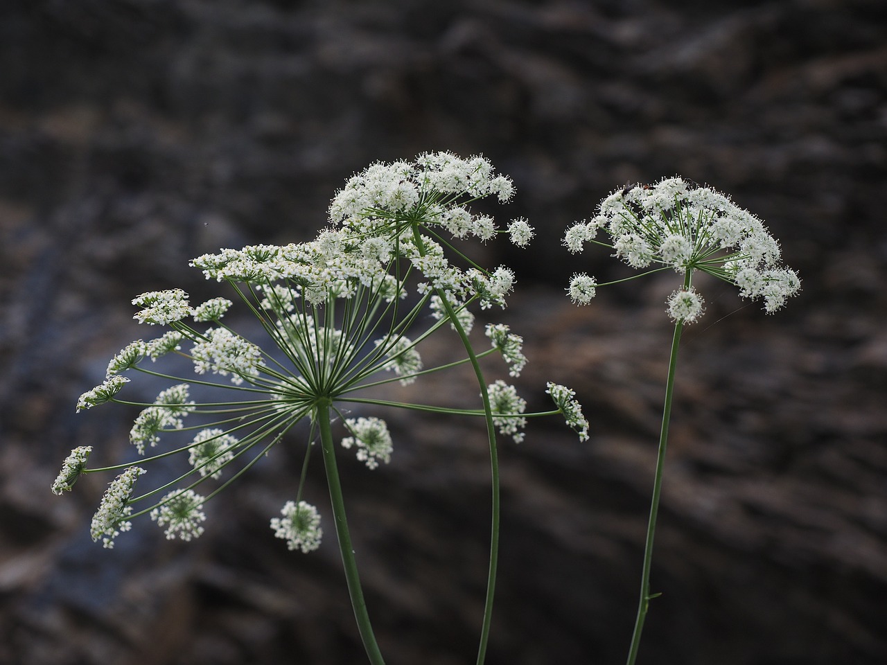 Image of Peucedanum ostruthium (L.) W.D.J.Koch