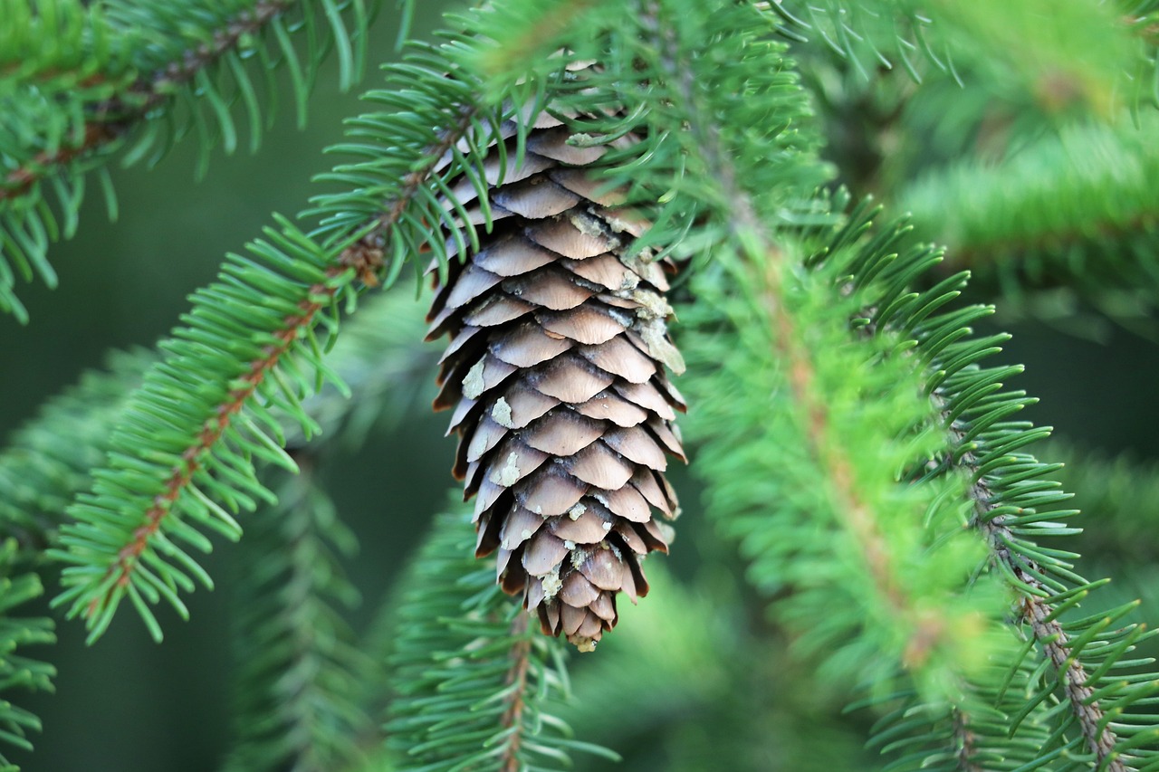 Image of Picea abies (L.) H.Karst.