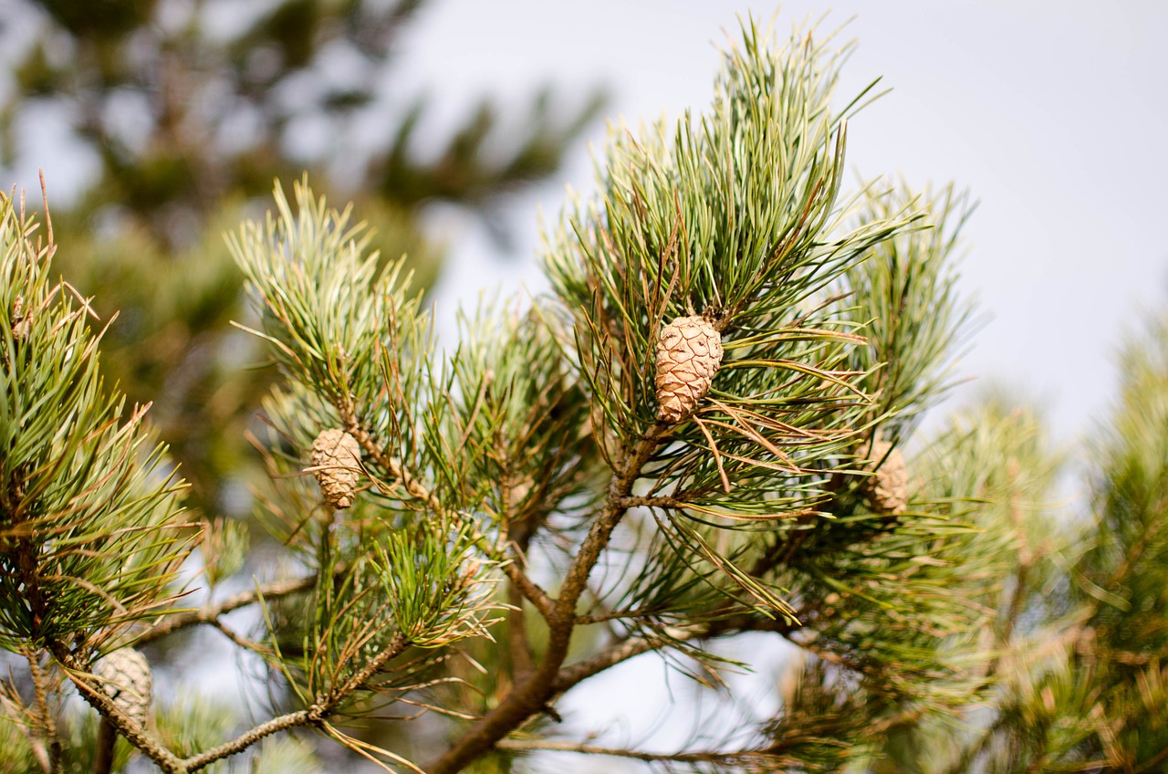 Image of Pinus sylvestris L