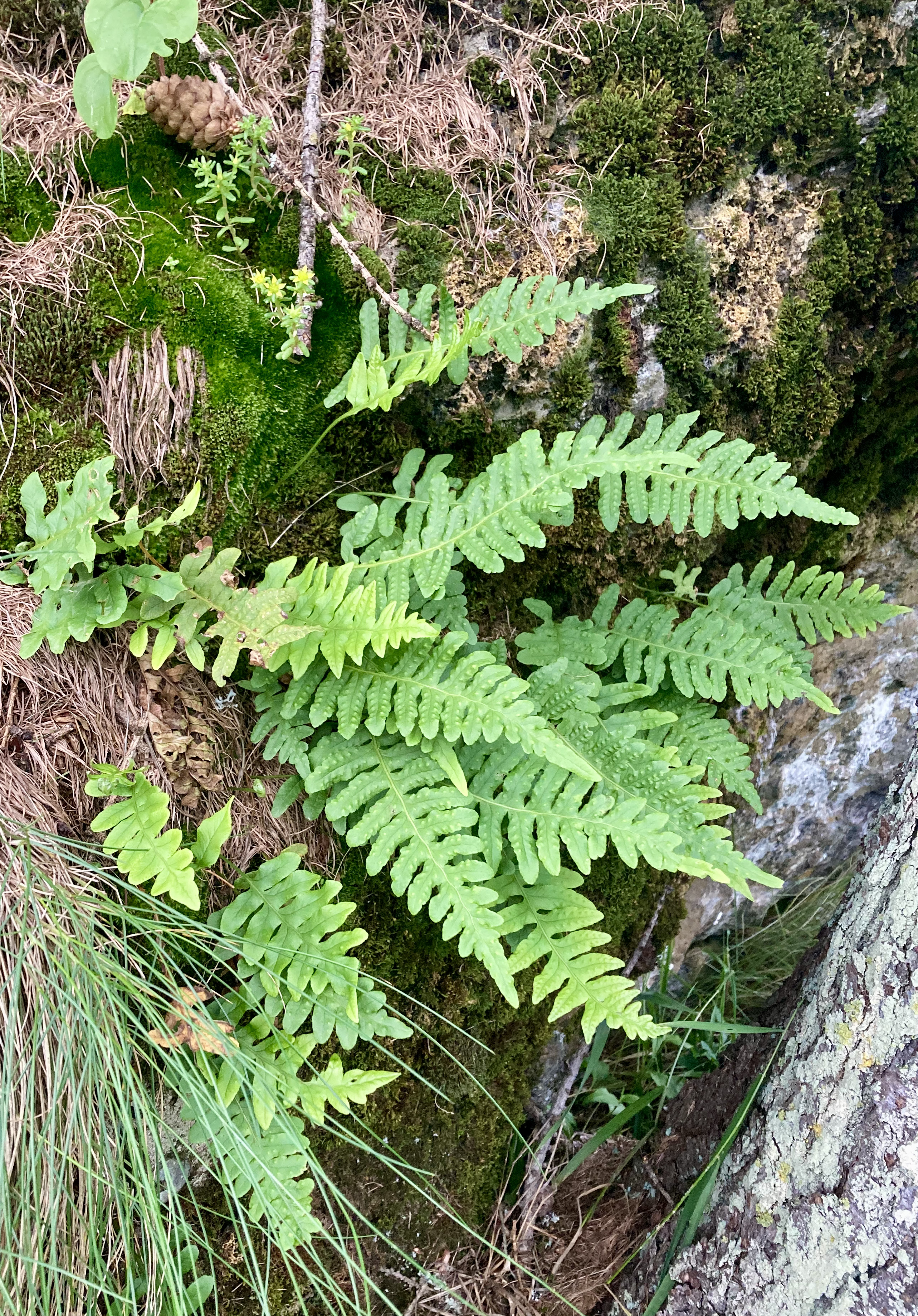 Image of Polypodium vulgare L.