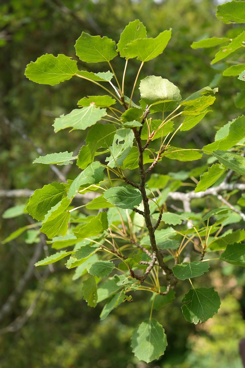 Image of Populus tremula L.
