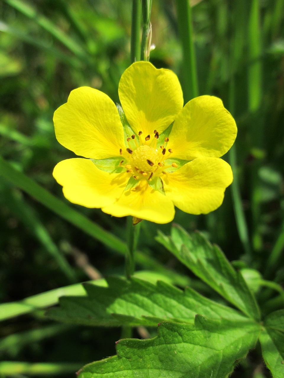 Image of Potentilla crantzii (Crantz) Beck ex Fritsch & Potentilla erecta (L.) Raeusch.