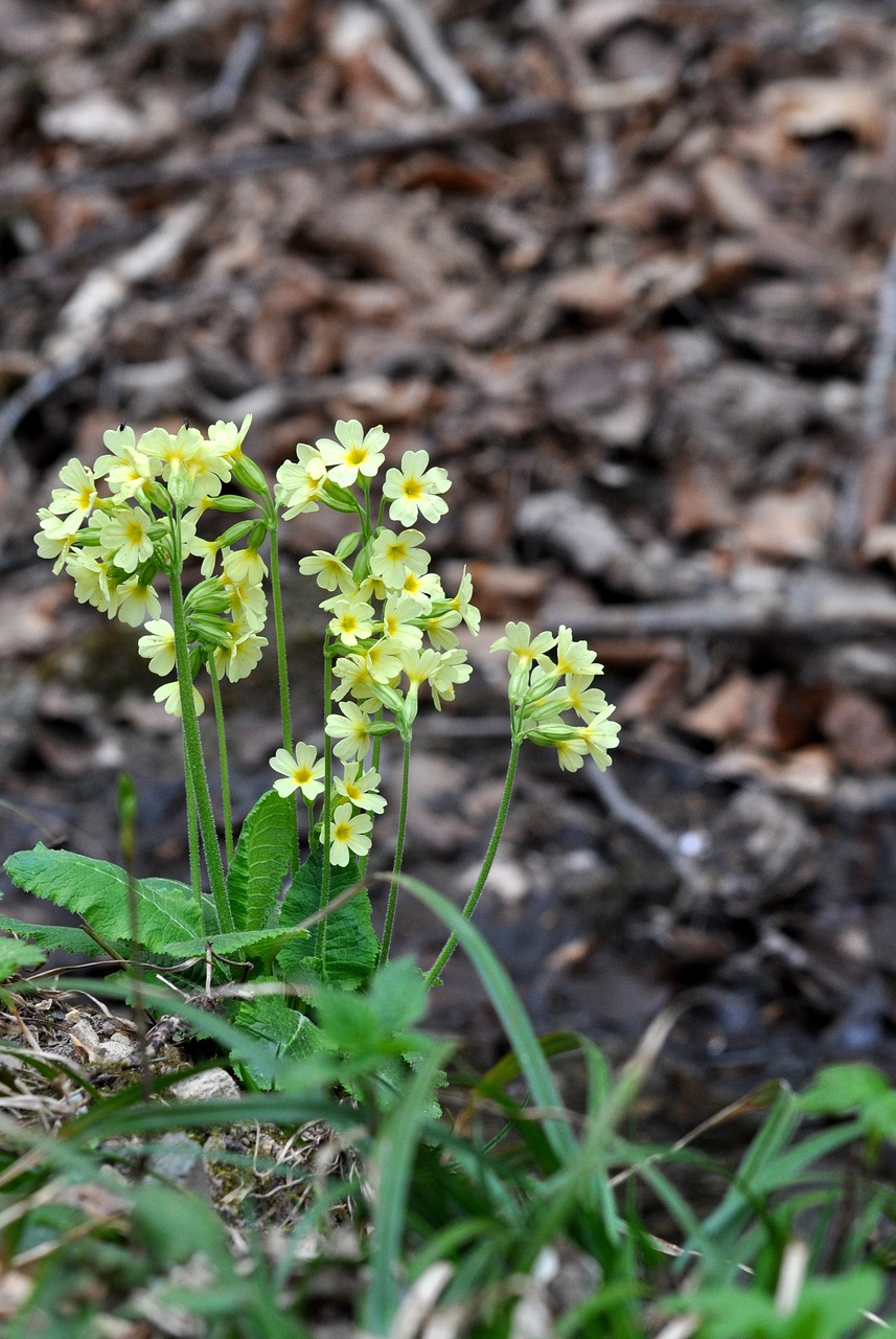 Image of Primula veris L.