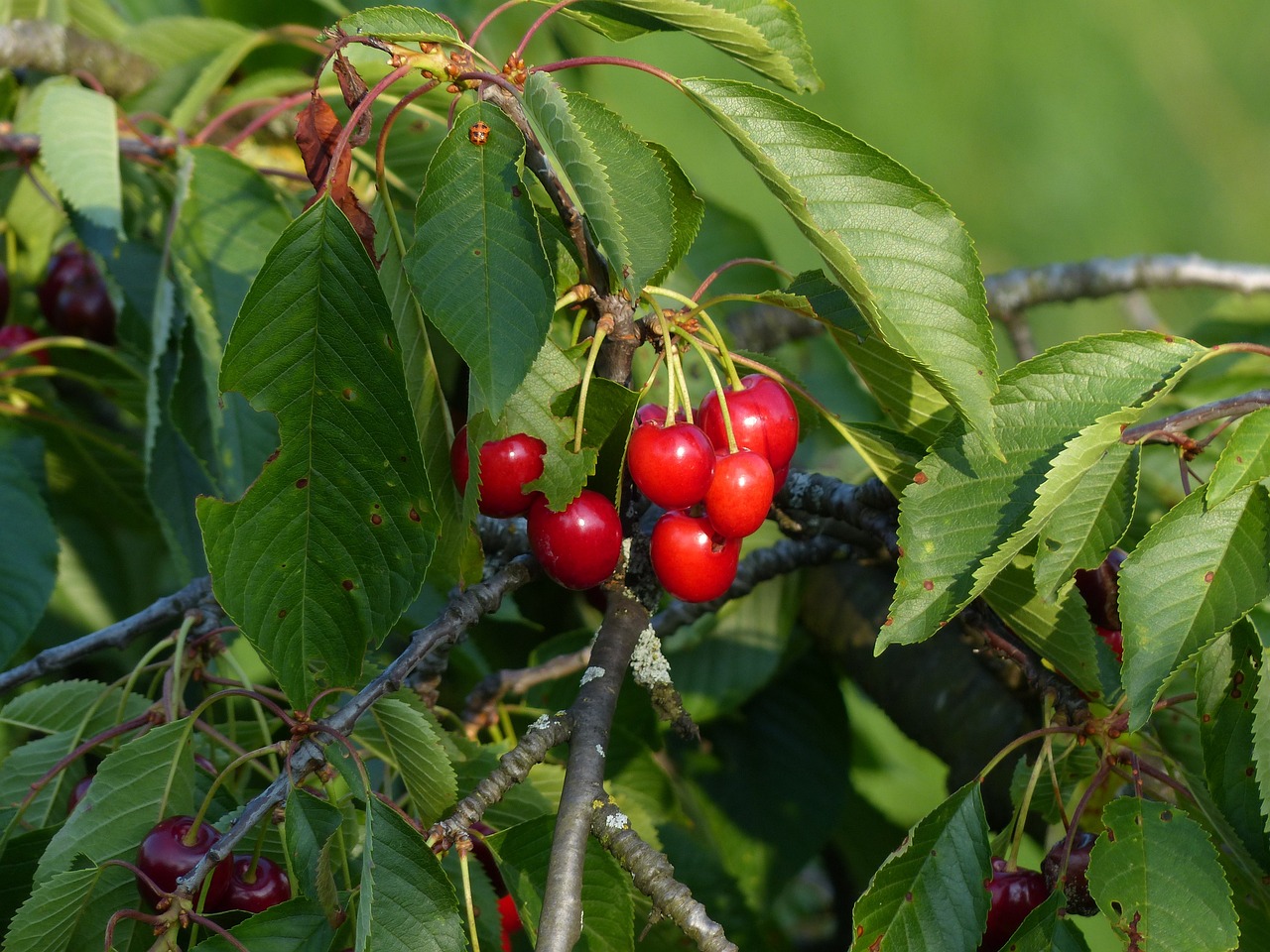 Image of Prunus avium (L.) L.