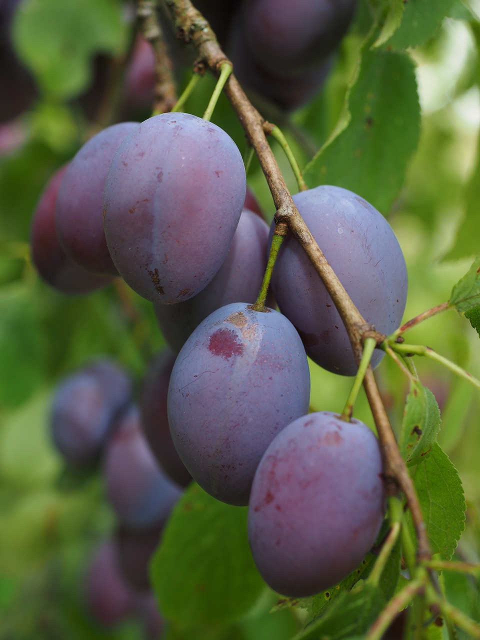 Image of Prunus domestica L.