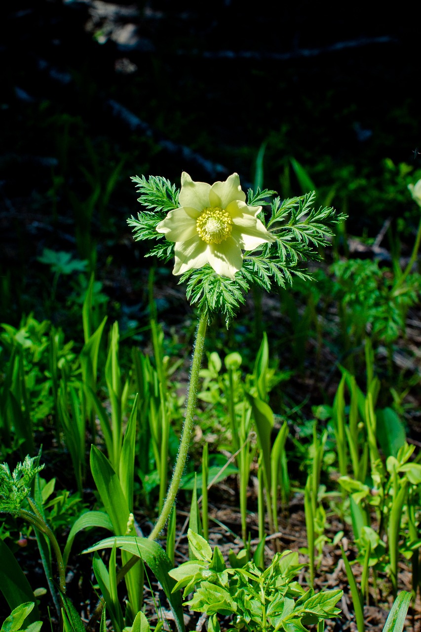 Image of Pulsatilla alpina subsp. apiifolia (Scop.) Nyman